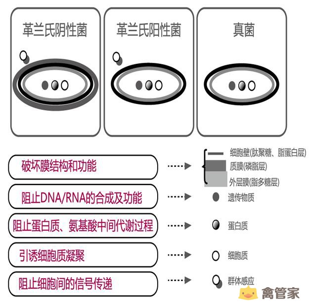 禁抗趋势下，植物提取物如何重塑肉鸡养殖未来？